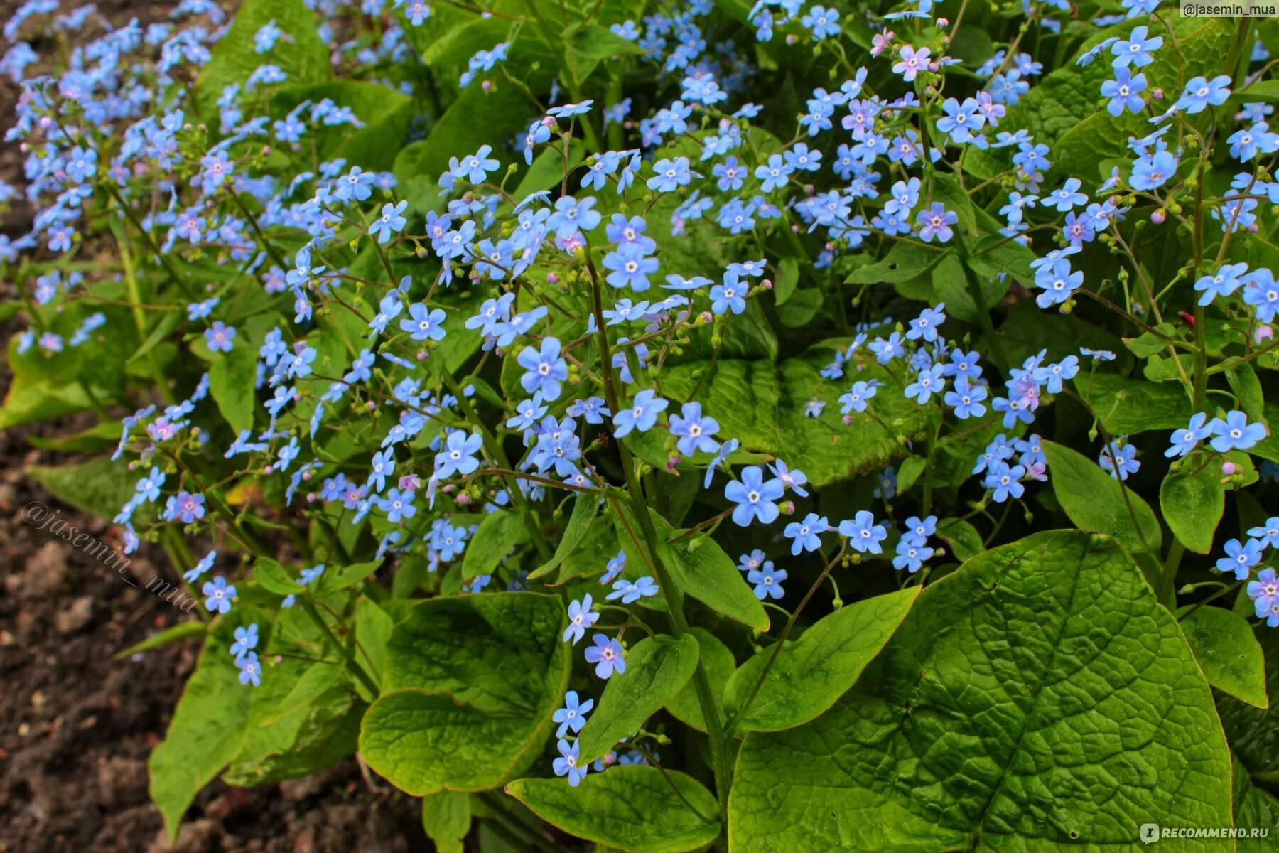 Бруннера крупнолистная. Бруннера Сибирская Brunnera sibirica. Незабудка Бруннера. Незабудка Бруннера Сибирская.