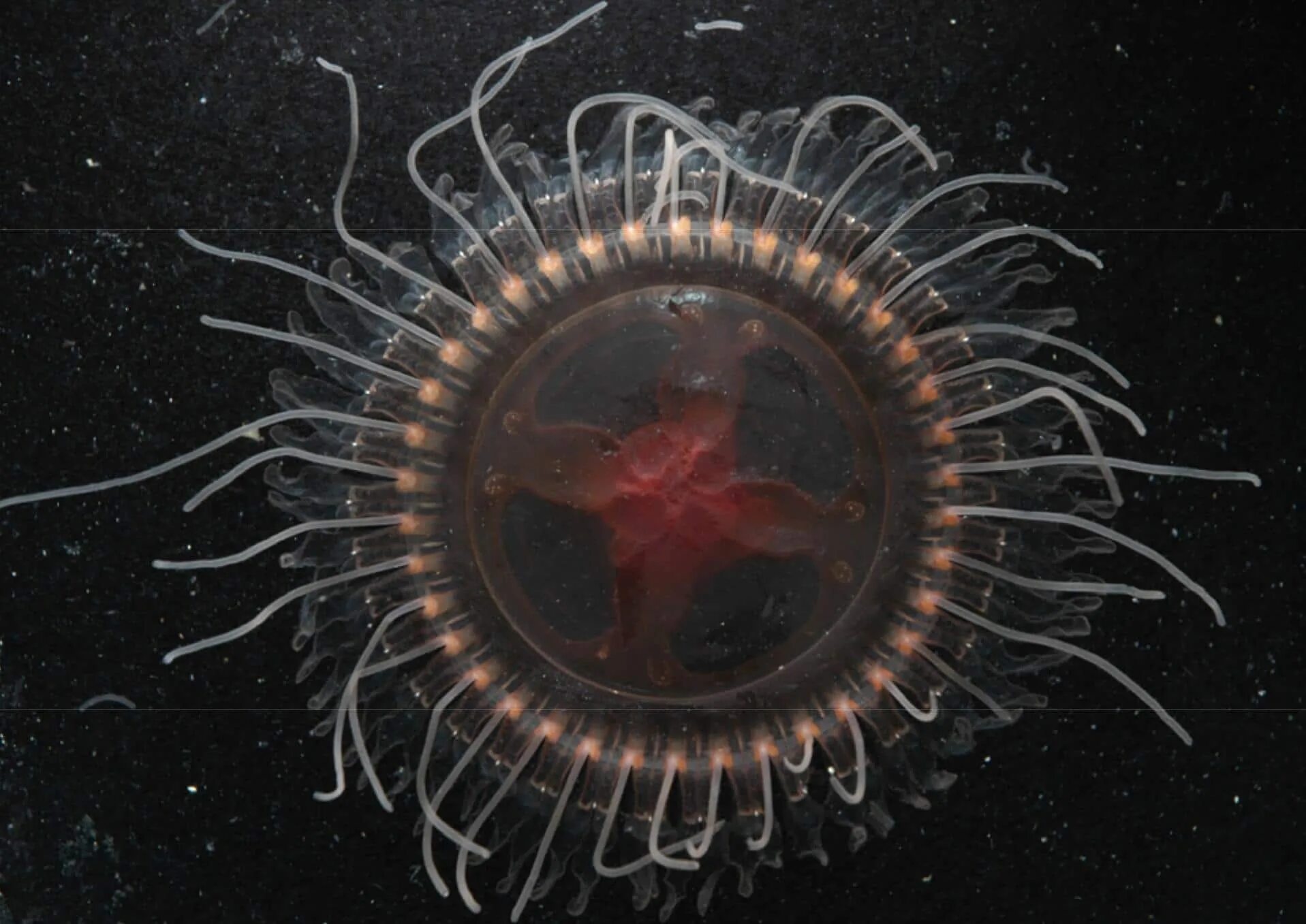 Биологи обнаружили удивительное явление. Глубоководная медуза Atolla Reynoldsi. Atolla wyvillei. Медуза Олиндиас Формоза. Coronatae медуза.