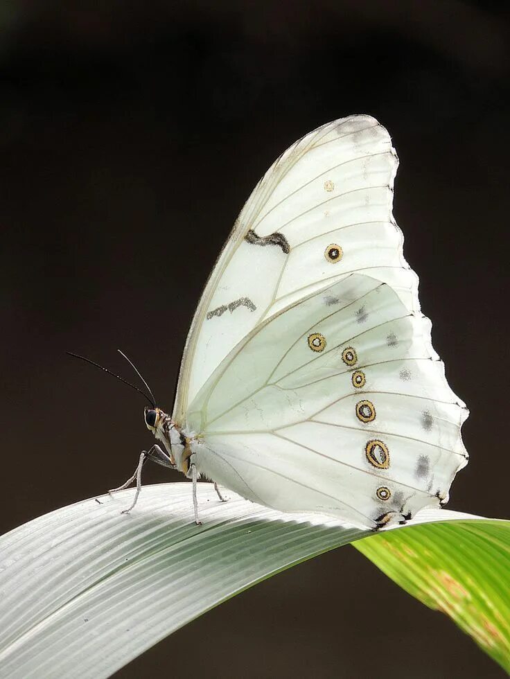 White Butterfly on Flower