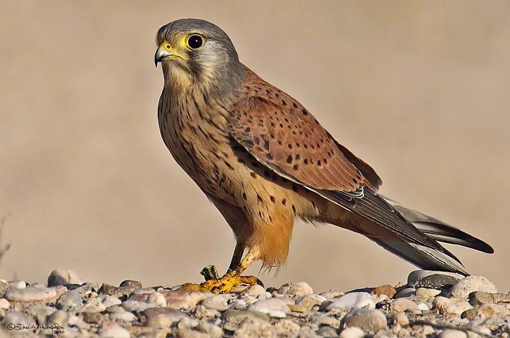 Обыкнове́нная пустельга́ Falco tinnunculus. Пустельга обыкновенная (Falco tinnunculus). Сокол пустельга Степная. Пустельга обыкновенная (Falco tinnunculus l.)..