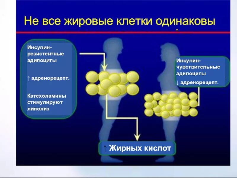 переваривание белков жиров и углеводов. обмен веществ схема белки жиры углеводы. продукты распада жиров. расщепление белков и жиров. конечные продукты расщепления белков.