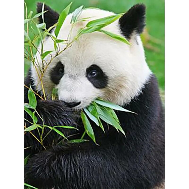 Pandas animals