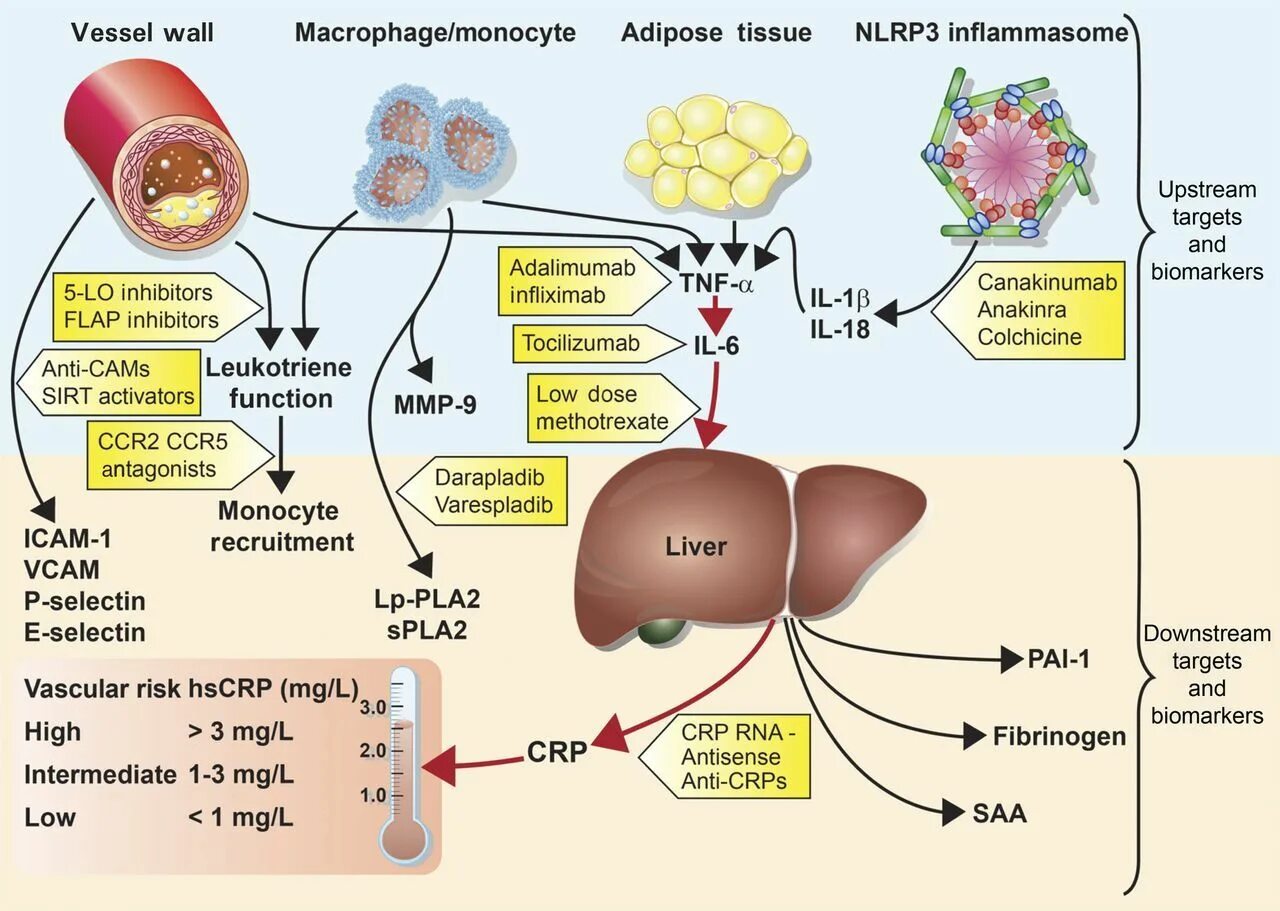 Биомаркеры это. Systemic inflammation of adipose Tissue. Adipose Tissue functions. Биомаркеры жировой ткани:. Adipose Tissue Biology.