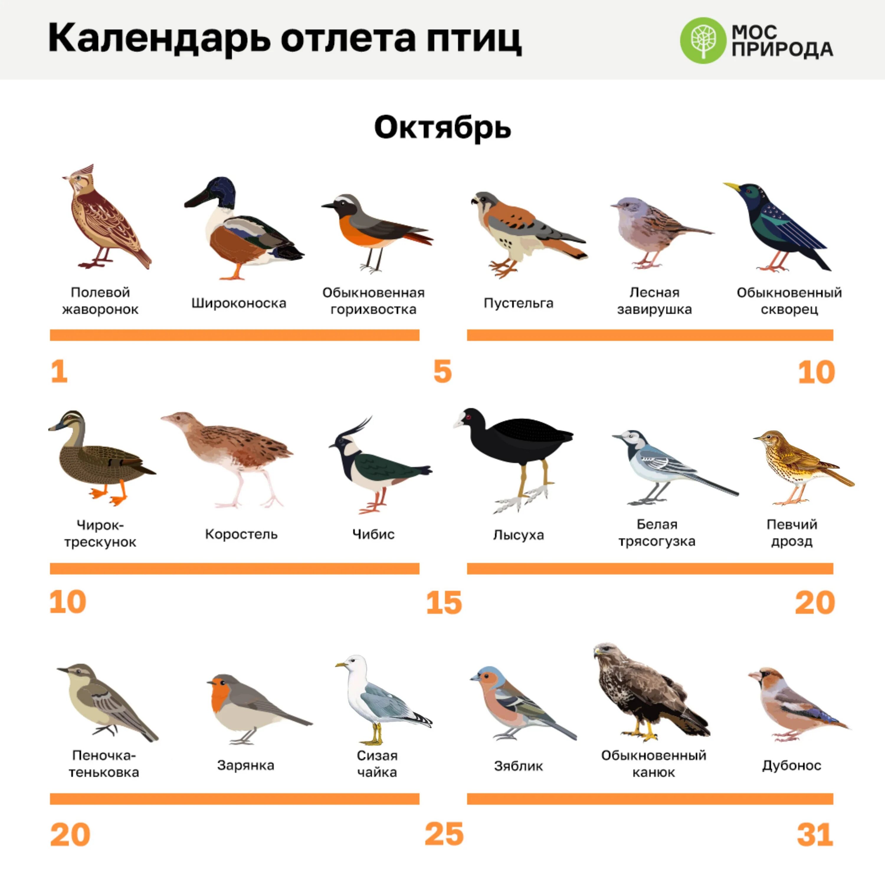 Какие перелетные птицы улетают в теплые края. Календарь отлета птиц на юг. перелетные птицы которые улетают на юг. перелетные птицы москвы. календарь с птицами.