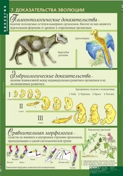 Урок биологии 8 класс эволюция животных. Эволюционное учение биология 11 класс. биология 10-11 классы. эволюционное учение. биология 11 класс таблица эволюции. эволюционное учение доказательства эволюции.