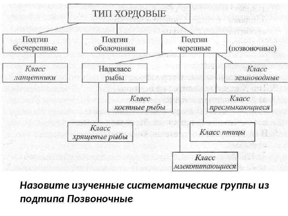 Классификация рыб класс. Хордовые классификация схема. Тип Хордовые систематика схема. Хордовые классификация таблица. Схема классификации хордовых 7 класс.