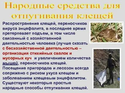 Как происходит заражение таежным энцефалитом
