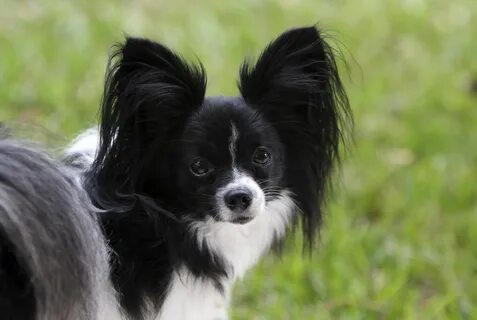 Papillon на русском