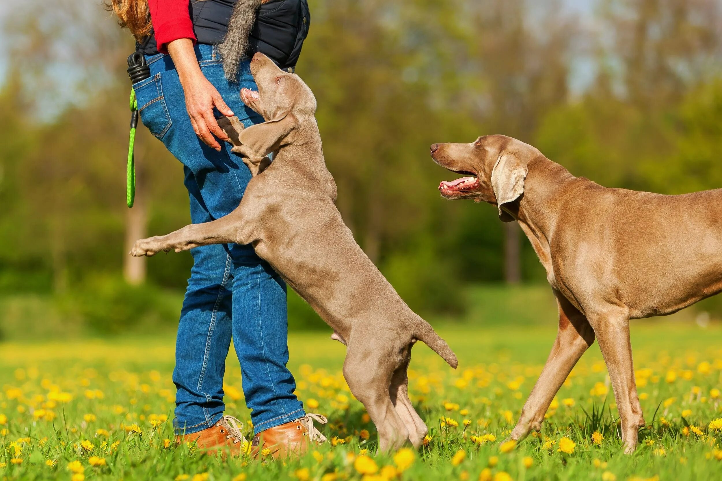 We two dogs. Веймаранер дрессировка. Воспитание собаки. Человек играющий с собакой. Собака играется.