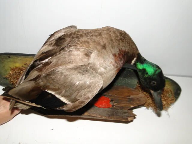 Утка кряква чертеж для чучела. Чучело рыбы. Чучела зверей и птиц. Изготовление чучел птицы. Таксидермист чучела птиц.