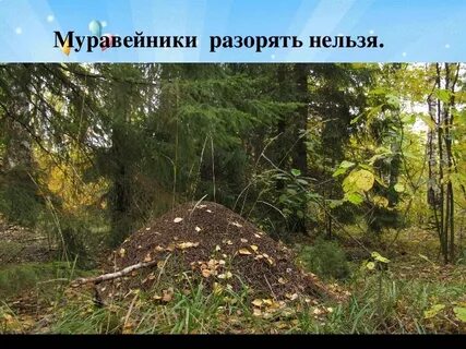 Муравейник в лесу