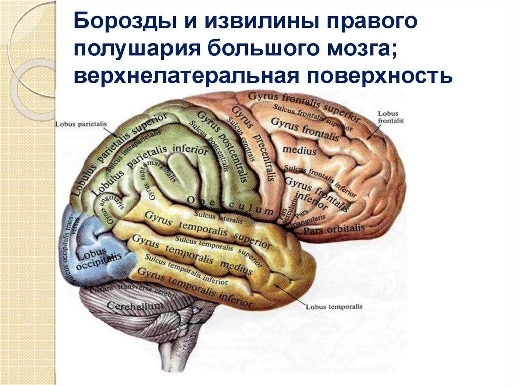 Поверхности коры больших полушарий. Борозды и извилины полушарий головного мозга. На поверхности полушарий большого мозга борозды и извилины. Конечный мозг борозды и извилины. Конечный мозг: верхнелатеральная поверхность больших полушарий..