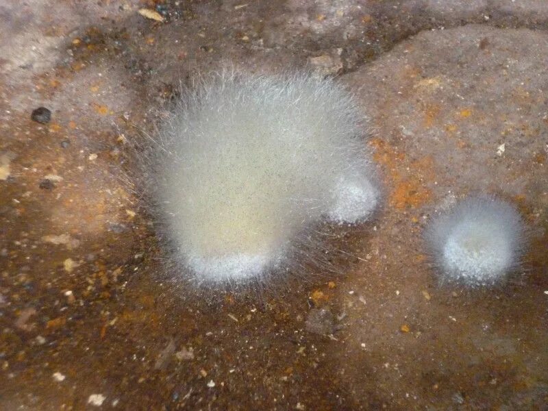 Белая плесень мукор. Белая пушистая плесень. Плесень паутинка. Мицелий плесени. Как выглядит белая плесень.