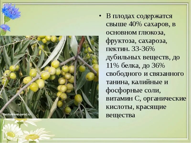 В каких растениях содержится соль. Плоды содержащие дубильные вещества. Вяжущие растения. Растения содержащие пектин. Лечебные растения в сахаре.