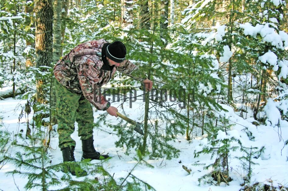 Вырубка хвойных. Срубленные елочки в лесу. Незаконная рубка елей. Вырубка елей. Незаконная рубка новогодних елок.