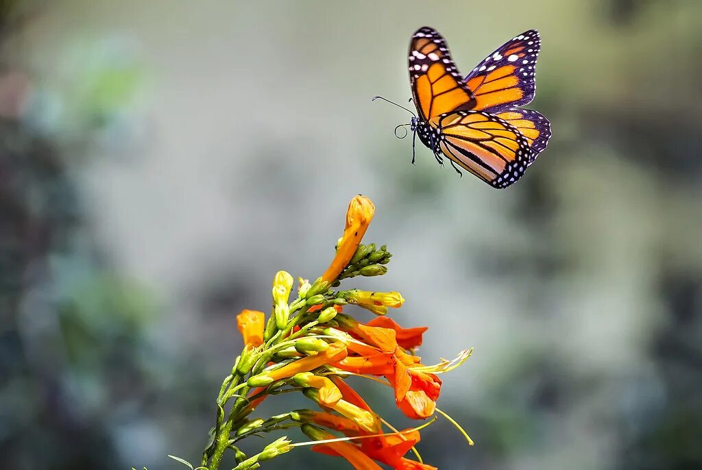 Бабочка Монарх Баттерфляй. Красивые бабочки. Бабочка в полете. Бабочки летают. 2 летающие бабочки