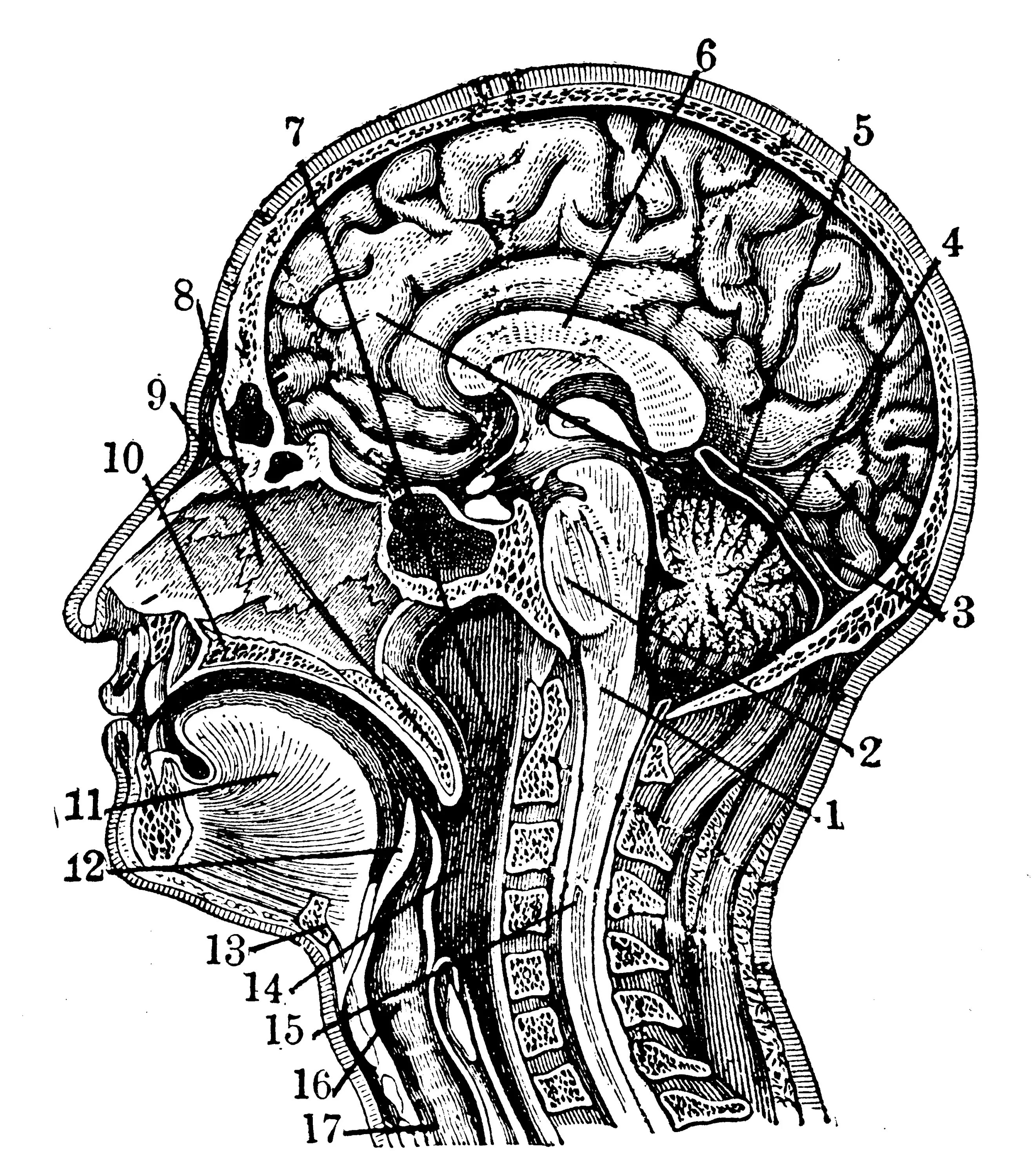 Среднесагиттальный разрез головы человека. Строение мышц шеи и головы сзади. Топографические треугольники шеи и области головы. Сагиттальный распил головы анатомия. Наружная сонная артерия анатомия.
