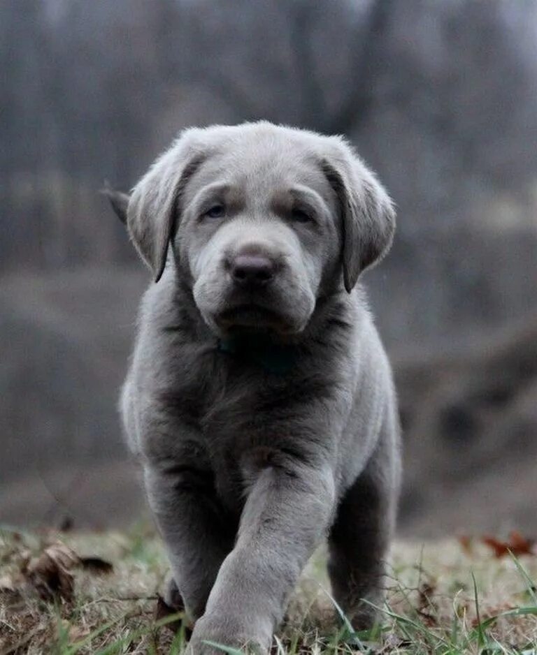 Silver lab
