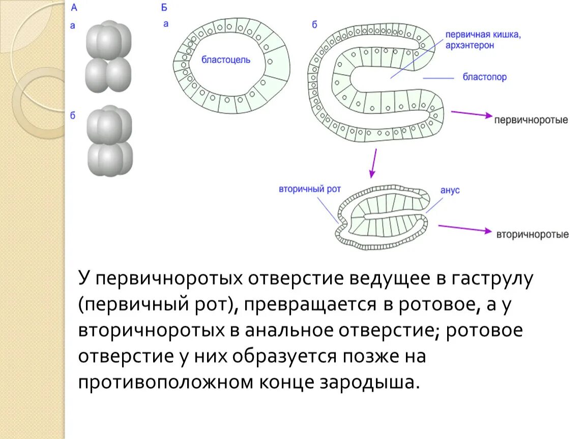 Гаструла ланцетника под микроскопом. Эмбриогенез бластопор. Гаструла эктодерма энтодерма мезодерма. Первичная кишка гаструла. Формирование бластопора образование.