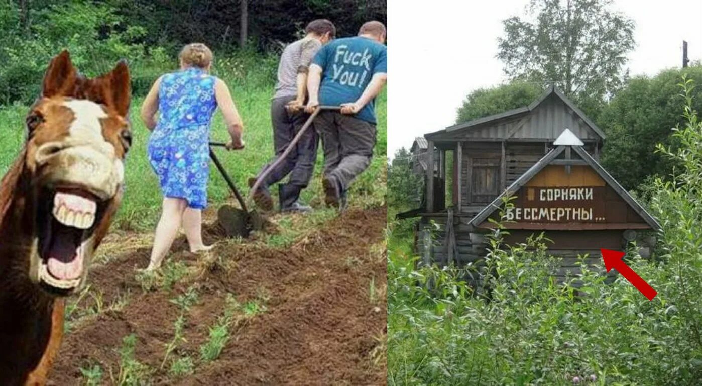 Картинки про дачу с надписями. Приколы про дачу. Прикольная дача. Смешные дачники. Пахать на даче.