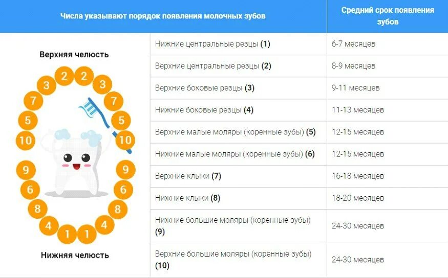 Зубы в 8 лет температура. Последовательность прорезывания зубов у детей до 1 года. зубы у детей схема прорезывания молочных зубов у детей до 6. порядок прорезывания зубов у детей до 3 лет. таблица прорезывания зубов у детей до 3 лет.