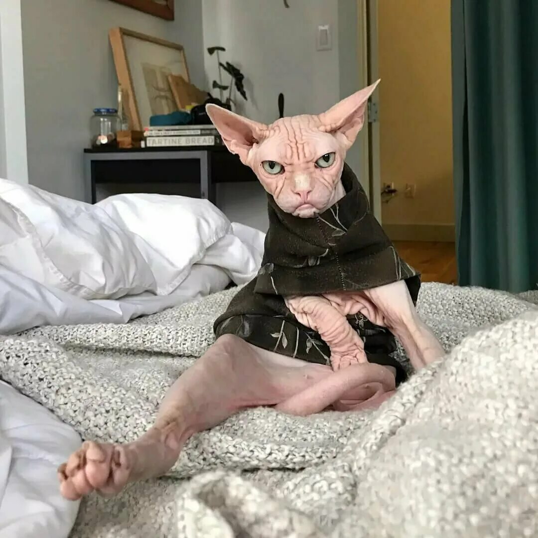 Смешные лысые коты