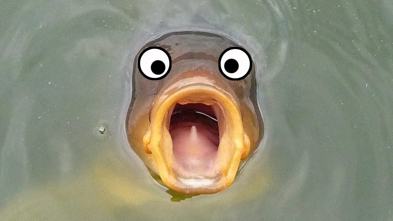 Рыбка открывает рот. Рыба с открытым ртом. Рыба открыла рот. Карп открытый рот. Окунь с открытым ртом.