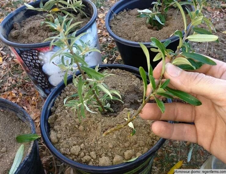 Облепиха рассада. Посадка облепихи весной саженцами в открытый грунт. Облепиха росток. Облепиха рассада. Облепиха посадка саженцев.