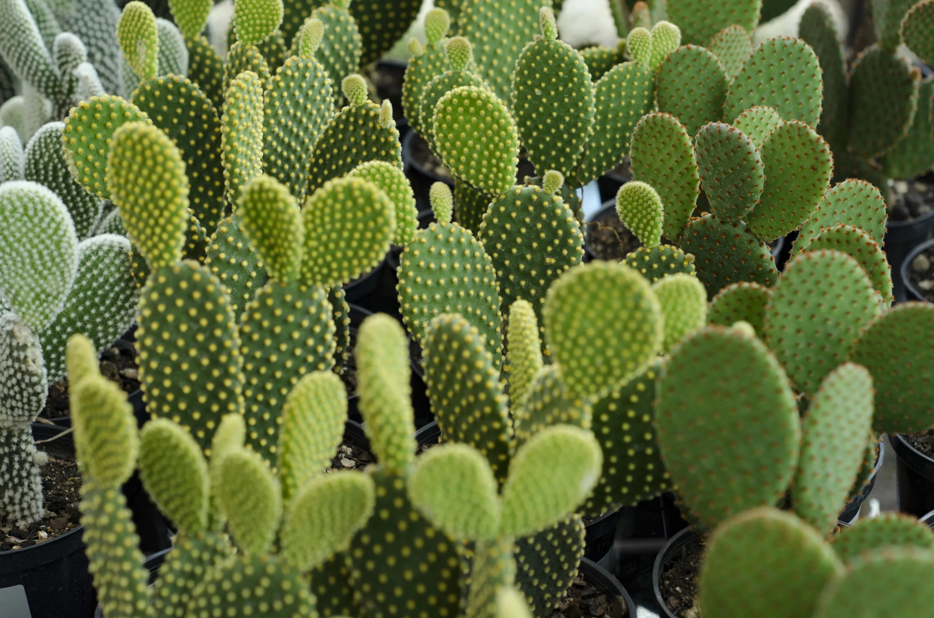 Cactus 5. Опунция Microdasys. Кактус Opuntia Microdasys. Кактус опунция микродазис Вайт. Опунция (Opuntia).