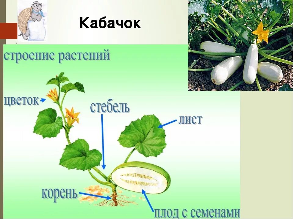 Растения первый класс. Кабачок строение растения. Строение кабачка. Кабачок части растения для детей. Строение цветка кабачка.