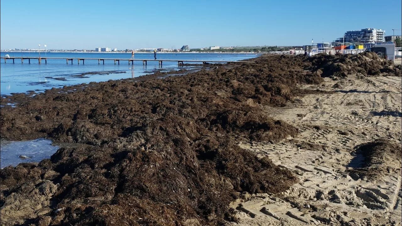 Водоросли в анапе. Анапа пляж Джемете водоросли. Море Анапа Джемете водоросли. Витязево пляж водоросли. Черное море Анапа цветет водоросли.