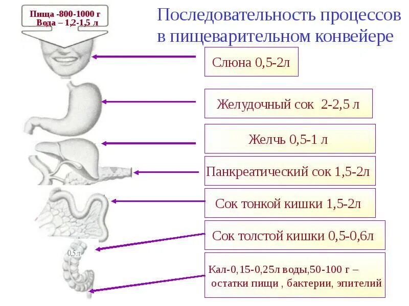 Последовательность процессов в пищеварительном тракте. Этапы пищеварительного тракта. последовательность пищеварения у человека. пищеварение этапы пищеварения.