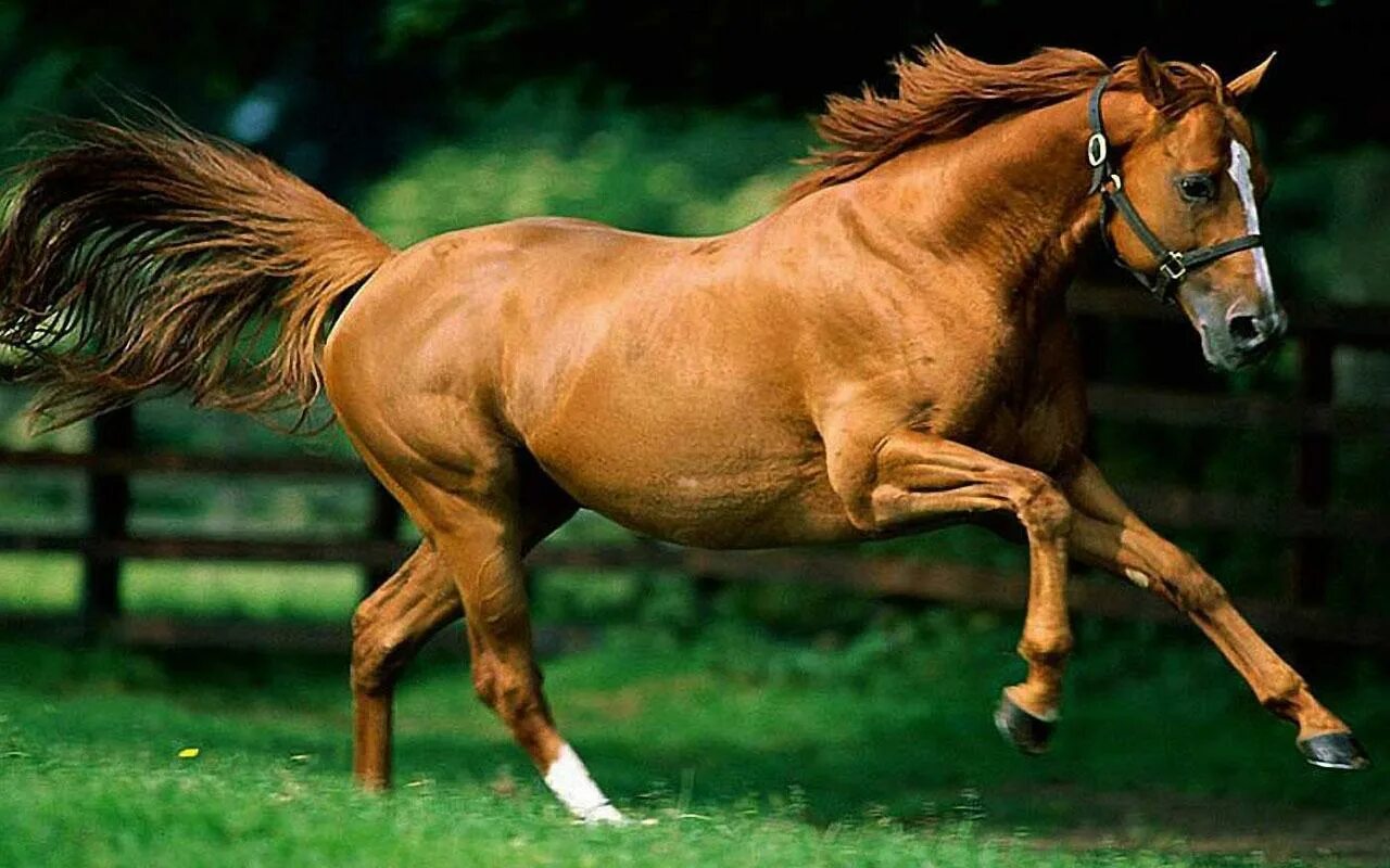 Лошадь скачет. Running horses. Running horses. Лошадь арабский скакун мустанг. Конь бежит по пустыне.