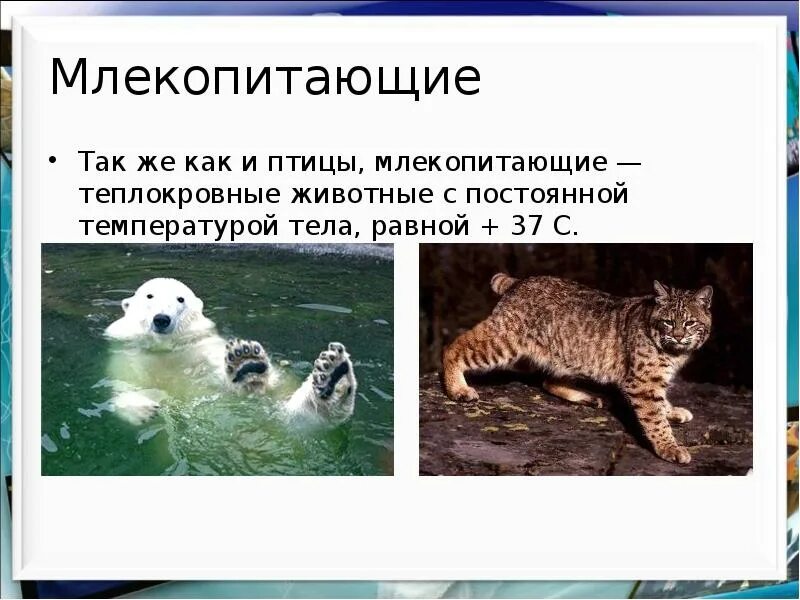 Животные с непостоянной температурой тела называются. Причины теплокровности птиц. Первое теплокровное животное. Теплокровные и холоднокровные. Первое теплокровное животное.