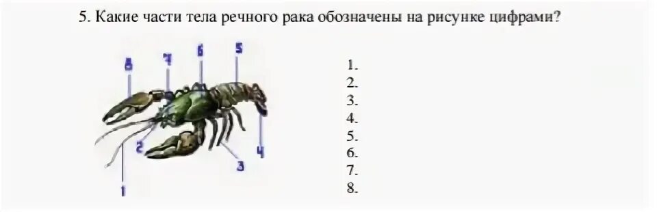 Подпишите отделы тела речного рака.. Ходильные ноги ракообразных. Названия всех конечностей речного рака, обозначенных цифрами:. Части тела скорпиона. Количество хромосом речного рака