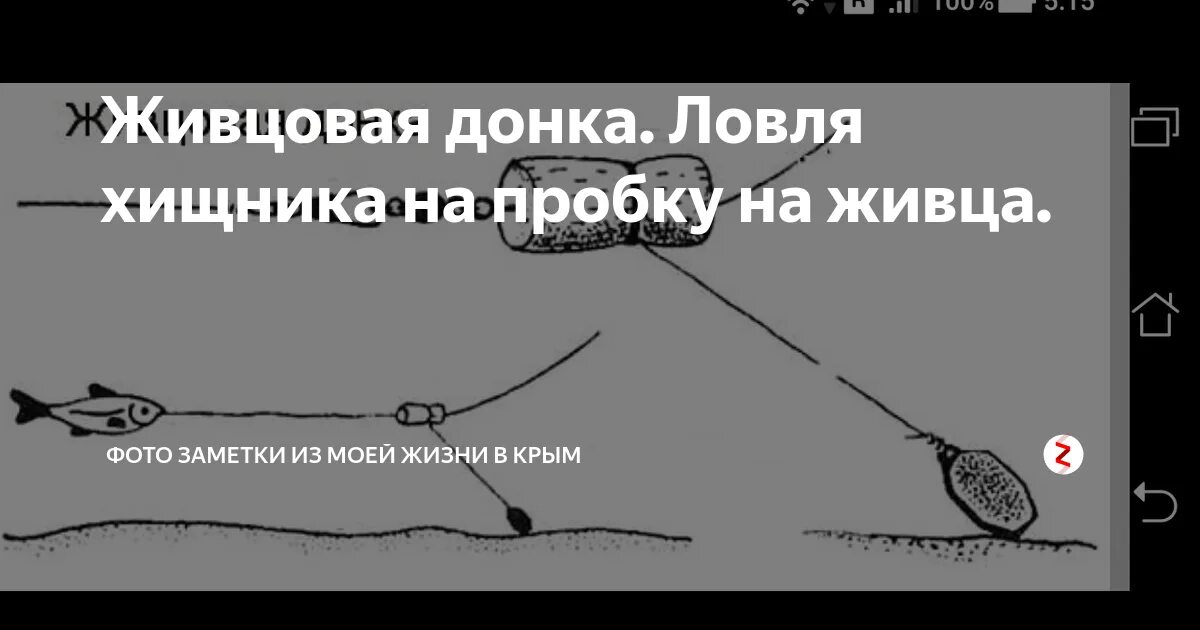 Снасточка для ловли на живца. Судак на живца с берега на донку. Донная снасть на щуку с поплавком. Донная снасть на щуку на живца. Снасть для ловли живца