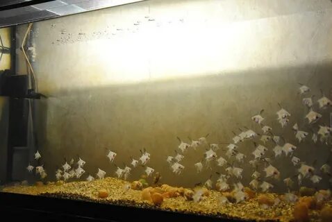 Размножение аквариумных