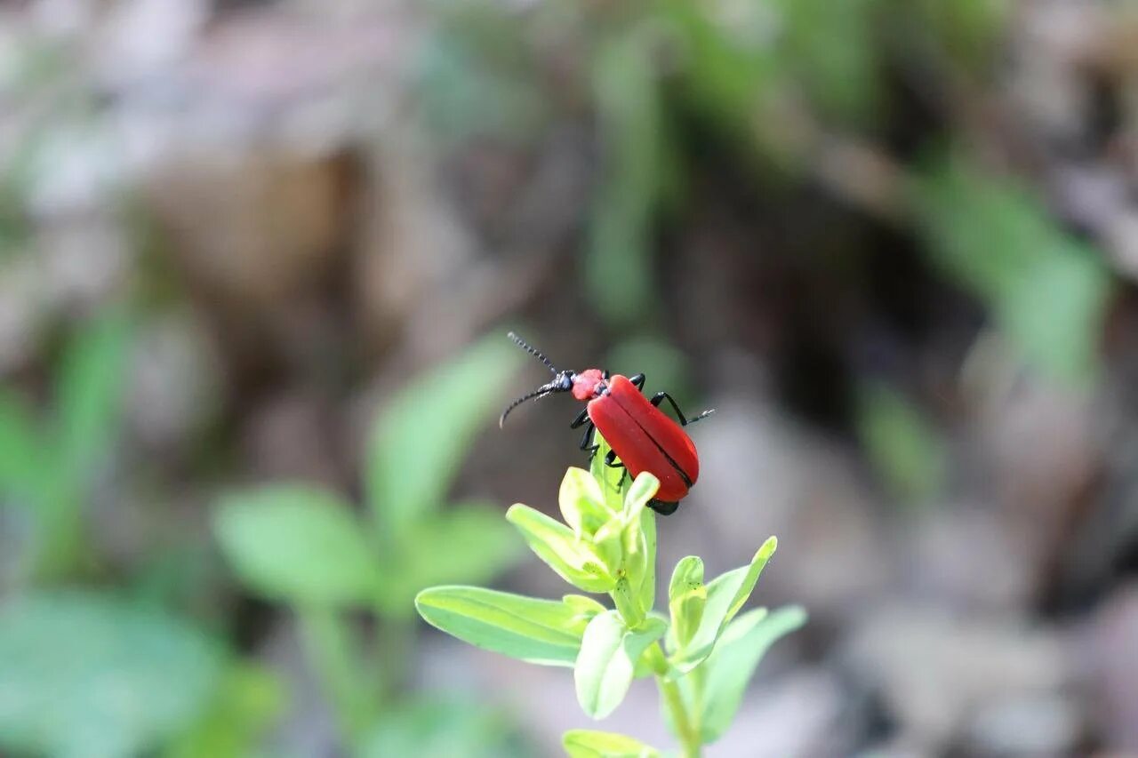 Жук солдатик серый. Жук солдатик распространенное. Жук красноклоп солдатик. Жук солдатик коричневый. Жук солдатик гнездо.