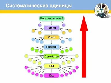 Соподчинение таксонов начиная с наибольшего