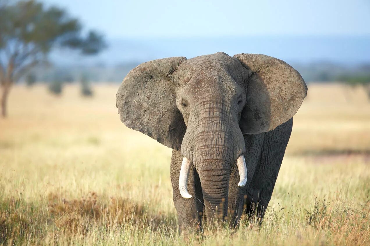 An elephant