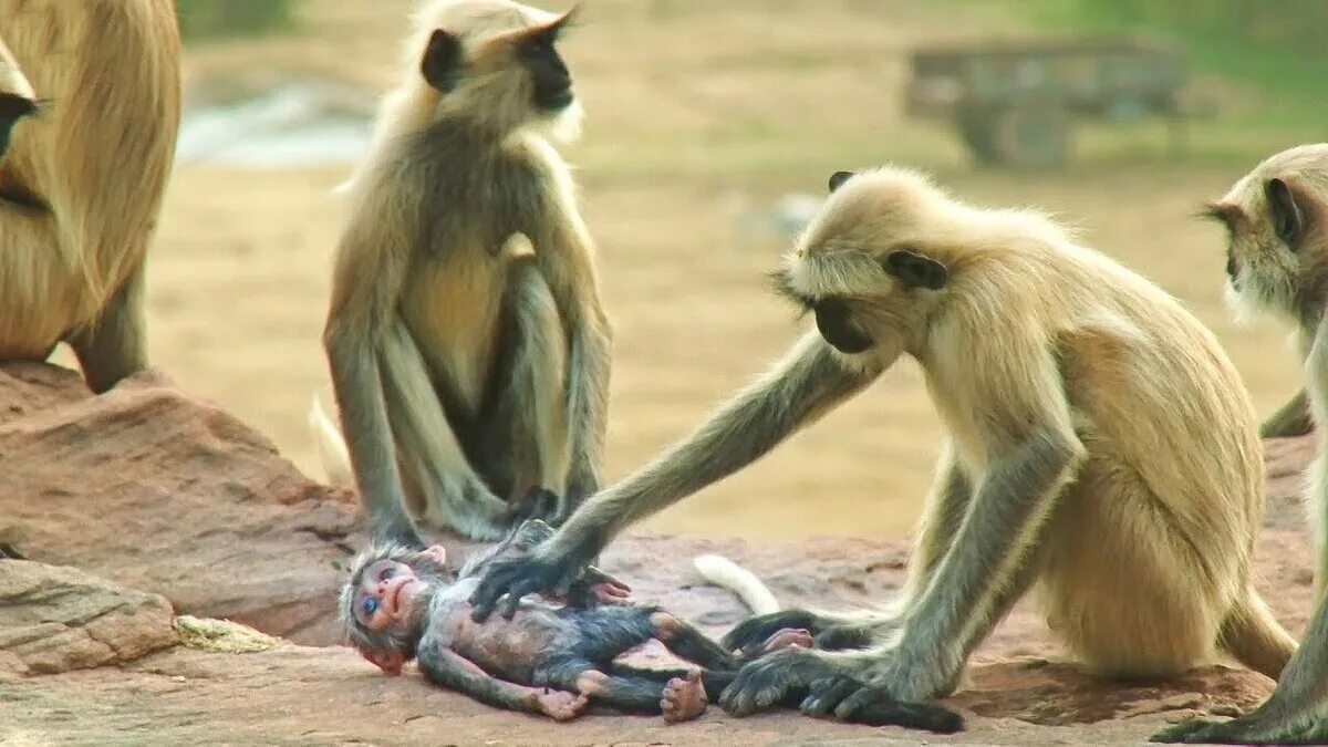 Почему убивают обезьян. Жестокое обращение с макаками. Горилла с малышом. Убийство обезьян обезьянами. Охота шимпанзе на обезьян.