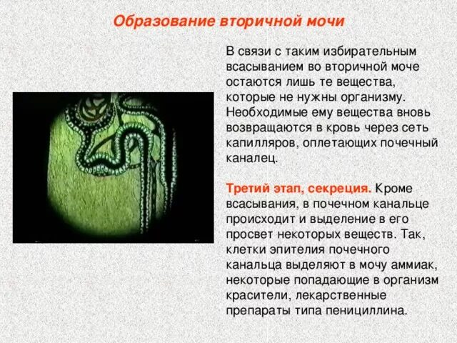 От чего много белка в моче. Белки во вторичной моче. Механизм образования мочи кратко. Белок в моче причины. Белок в моче.