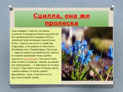 Свое название получили благодаря своей