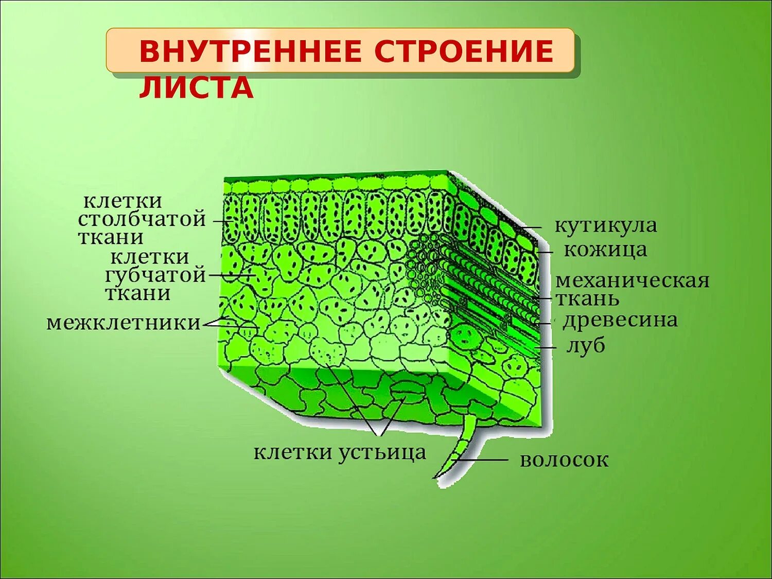 Внутреннее строение листа ткани. Основная ткань структура листа. основная ткань у листовой пластинки. строение тканей листа растения. строение основной ткани листа.