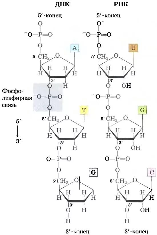 Соединение нуклеотидов днк. Химические связи между нуклеотидами в РНК. Фосфодиэфирные связи между нуклеотидами. Образование фосфодиэфирной связи между нуклеотидами. Нуклеотиды ДНК фосфодиэфирные связи.