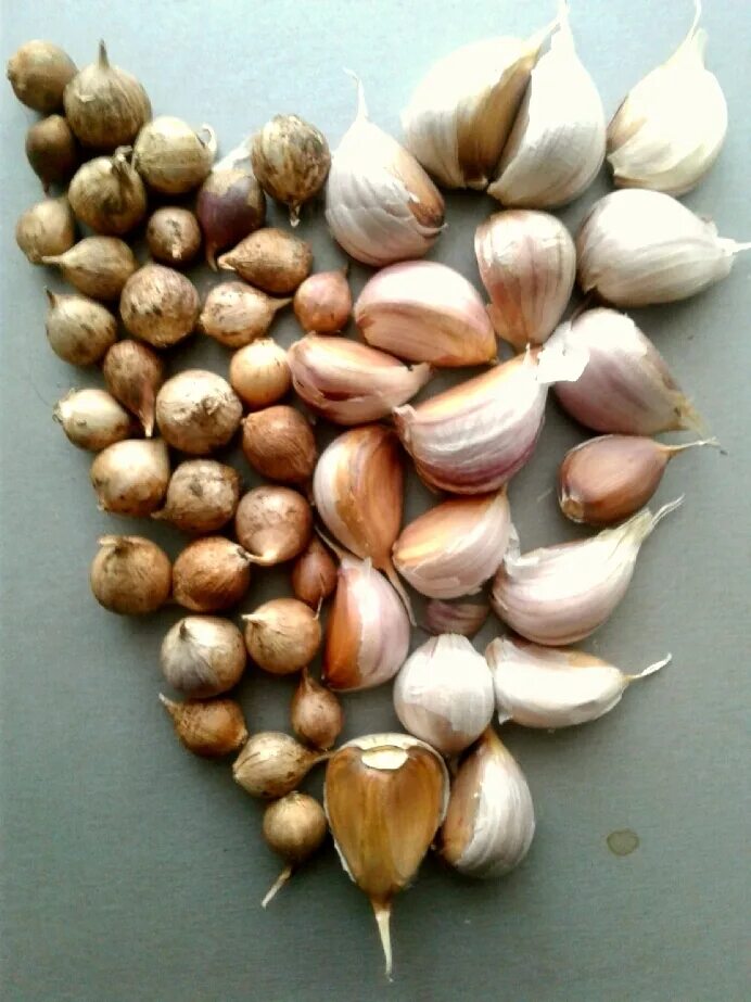 Семена чеснок семена. Воздушка любаша. Чеснок семечки. Чеснок семечки. Чеснок семечки.