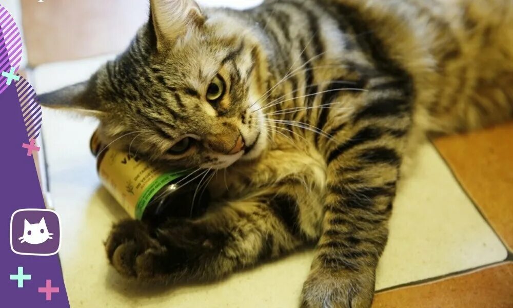 Валерьянка. Валерьянка для кошек. Кот нанюхался валерьянки. Валерьянка для кошек. Кот нанюхался валерьянки.