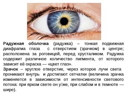 Оболочка глаза содержащая пигмент