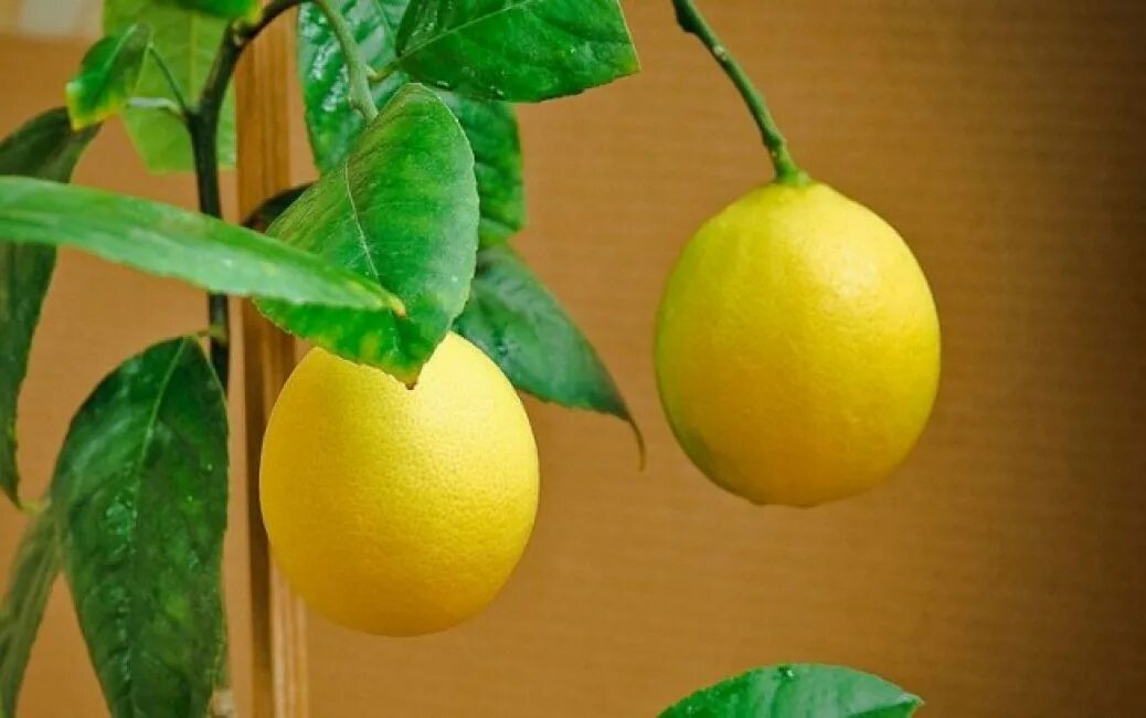 Citrus limon. Лимонное дерево мейера. Лимон форум. Лимон форум. Цитрон плод.