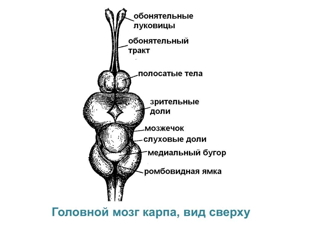 Размер мозга рыбы. Головной мозг костистой рыбы. Головной мозг окуня схема. Строение головного мозга окуня. Схема строения головного мозга окуня.